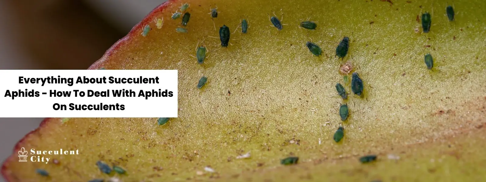 Todo sobre los pulgones suculentos: cómo lidiar con los pulgones en las suculentas