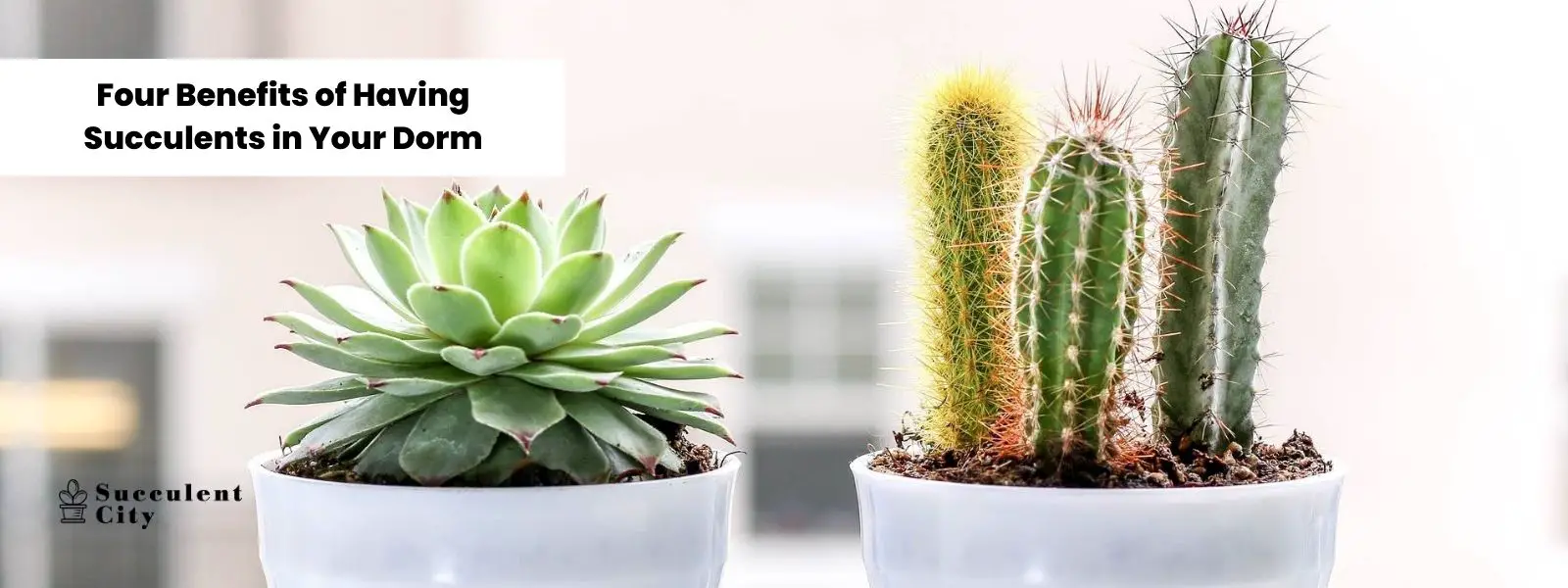 Cuatro beneficios de tener suculentas en tu dormitorio Cuatro beneficios de tener suculentas en tu dormitorio