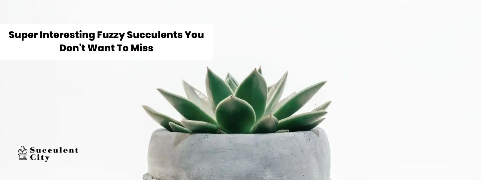 Suculentas esponjosas súper interesantes que no deberías perderte