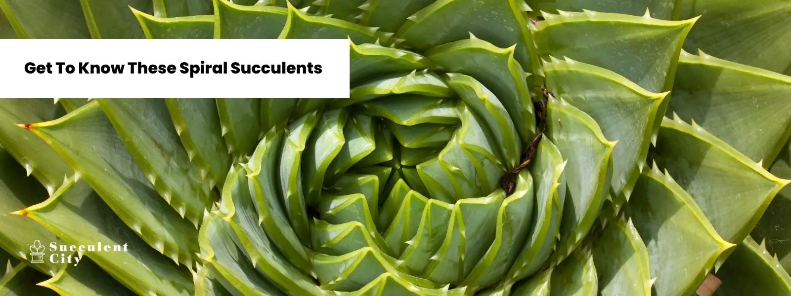 Conozca estas más de 19 suculentas en espiral
