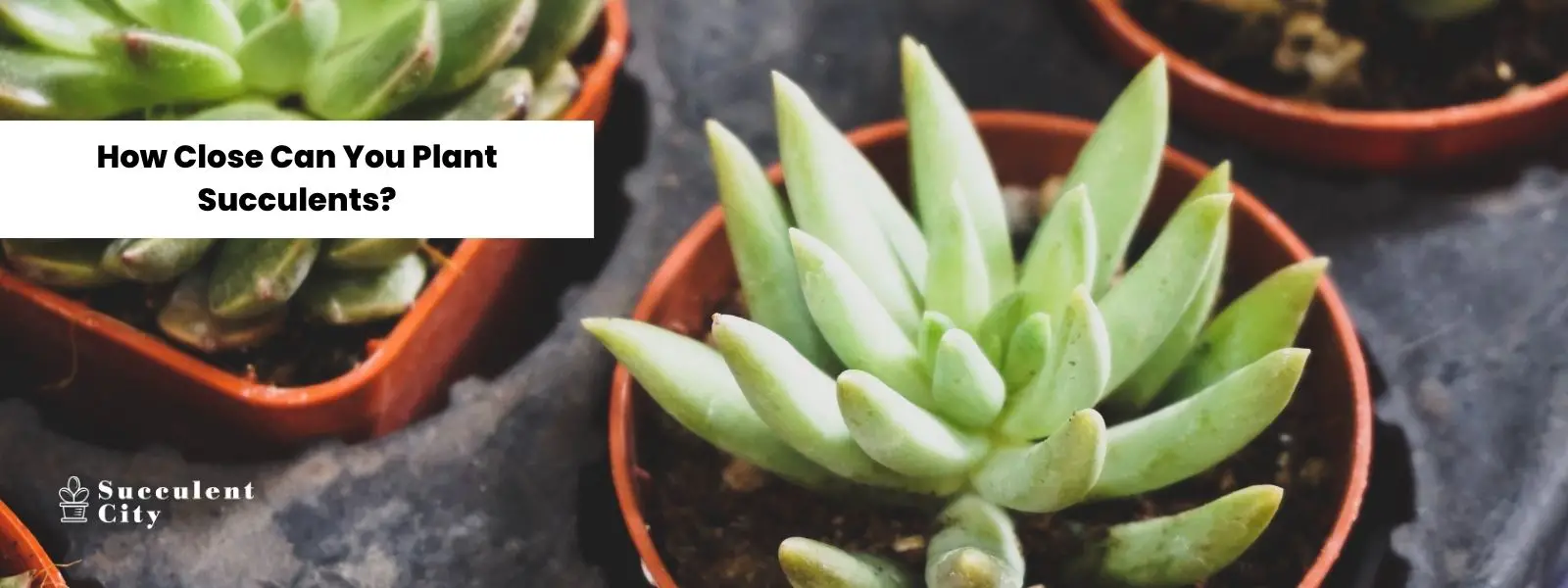 ¿Qué tan cerca puedes plantar suculentas?