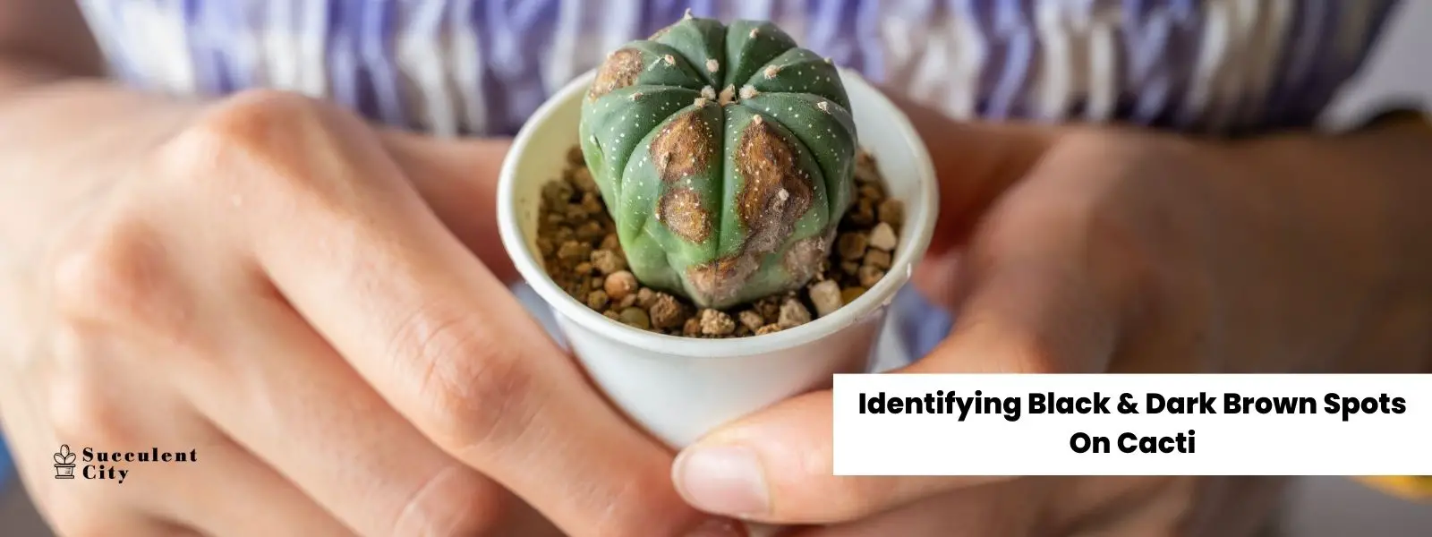 Reconocer manchas negras y marrones oscuras en cactus. Reconocer manchas negras y marrones oscuras en cactus.