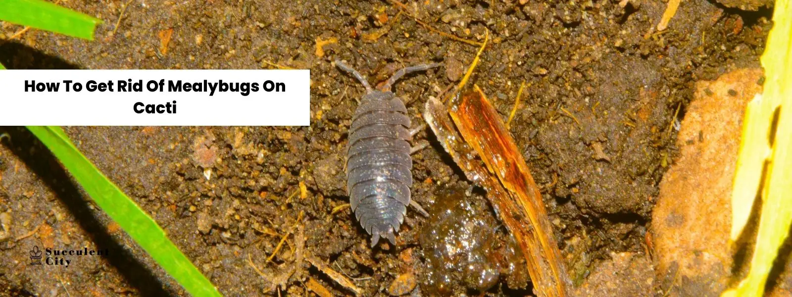 Cómo deshacerse de las cochinillas en los cactus Cómo deshacerse de las cochinillas en los cactus