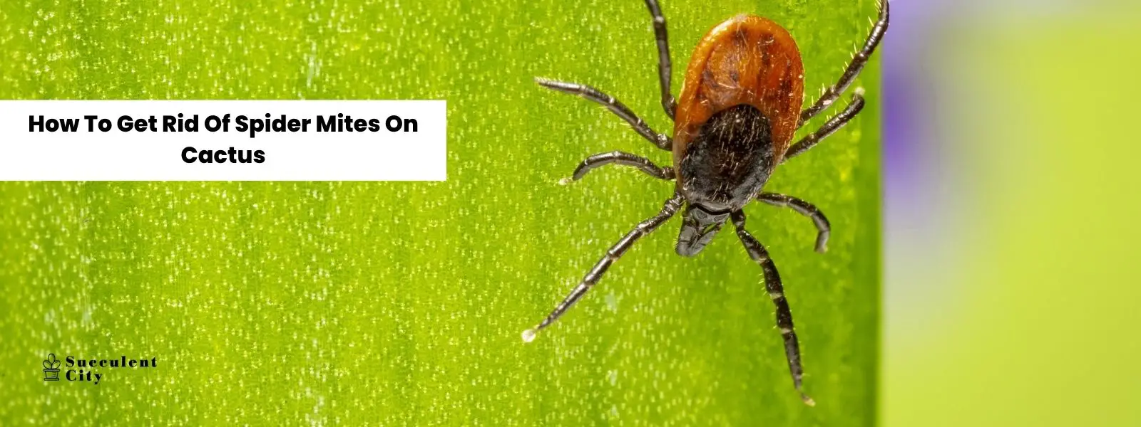 Cómo deshacerse de los ácaros en los cactus Cómo deshacerse de los ácaros en los cactus