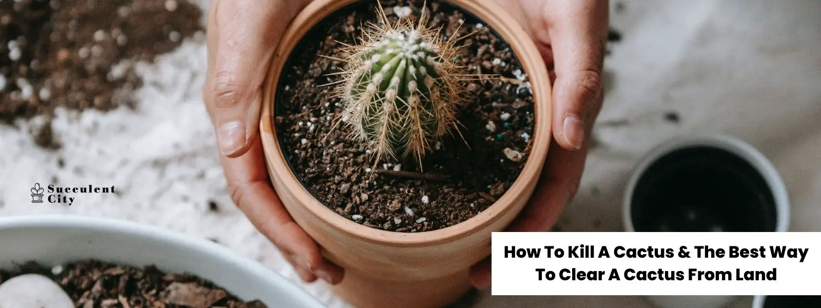 La mejor manera de liberar un cactus de la tierra. La mejor manera de liberar un cactus de la tierra.