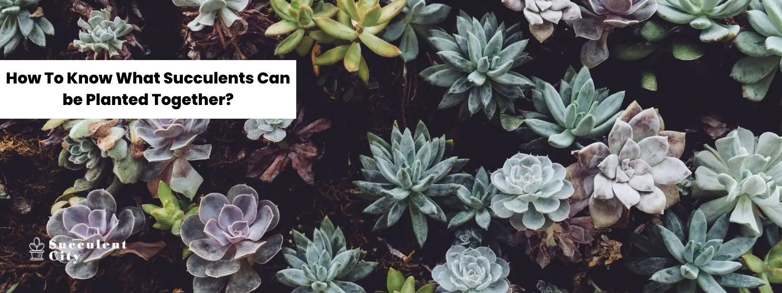 ¿Cómo saber qué suculentas se pueden plantar juntas? ¿Cómo saber qué suculentas se pueden plantar juntas?