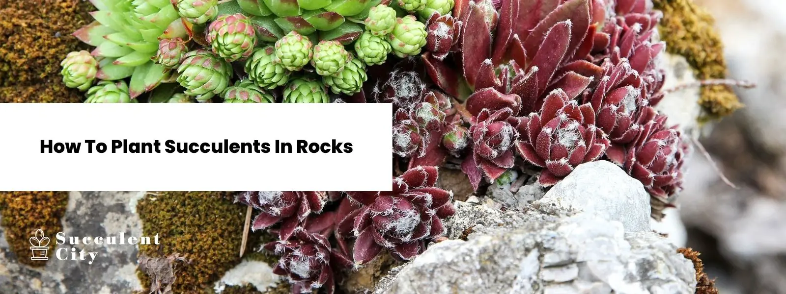 ¿Plantar suculentas en rocas al 100%?!? ¿Plantar suculentas en rocas al 100%?!?