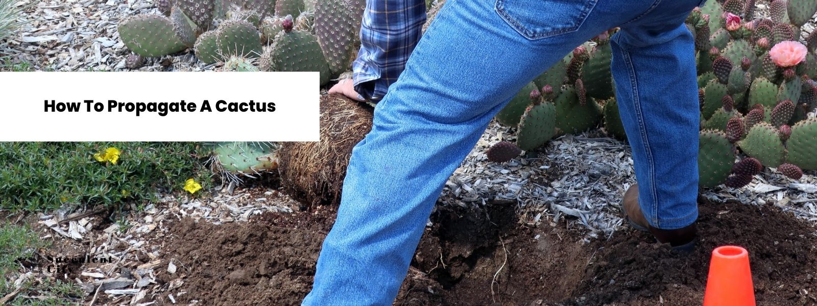Cómo propagar un cactus (una guía completa)
