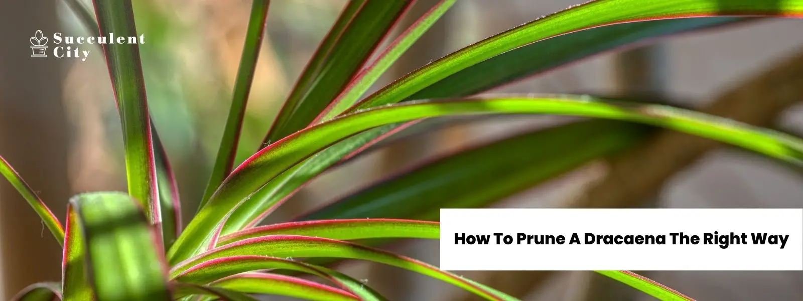 Cómo podar correctamente una dracaena