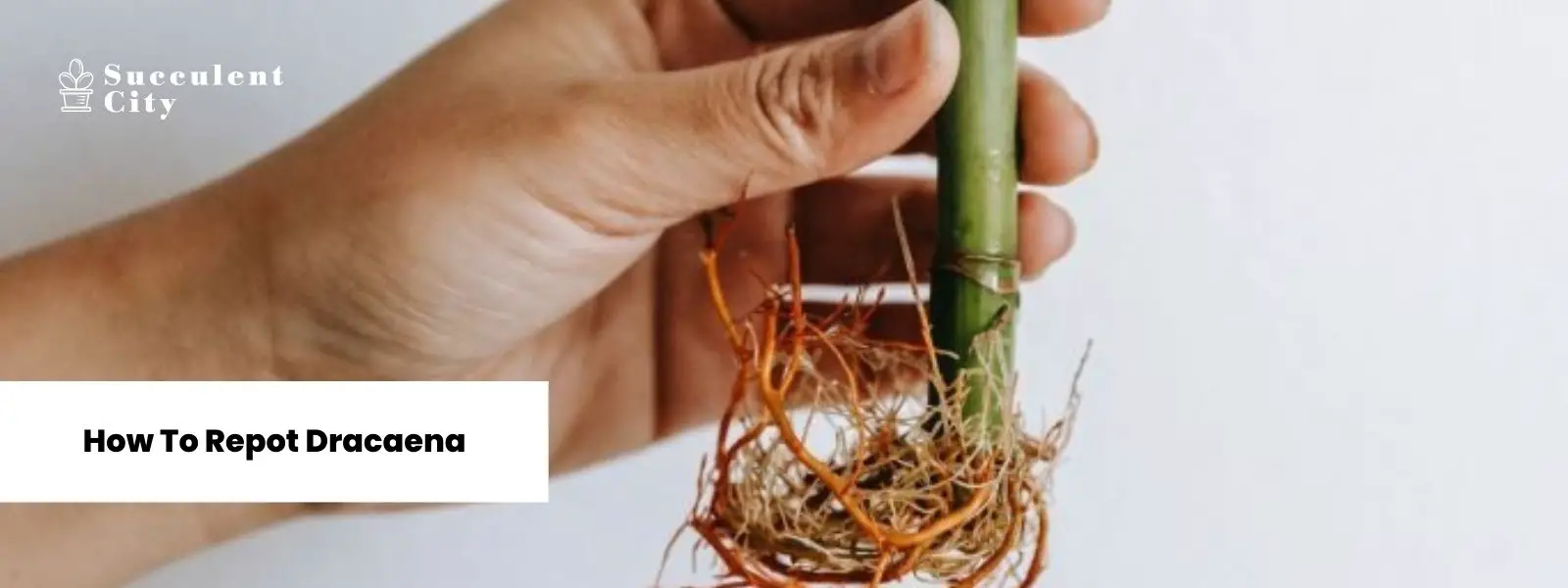 Cómo trasplantar dracaena Cómo trasplantar dracaena