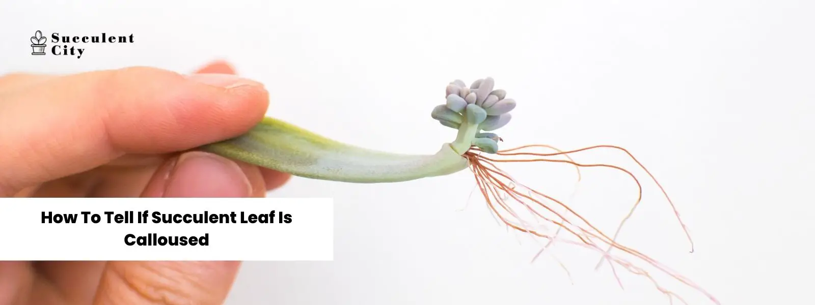 Así se puede saber si las hojas de las suculentas tienen callos