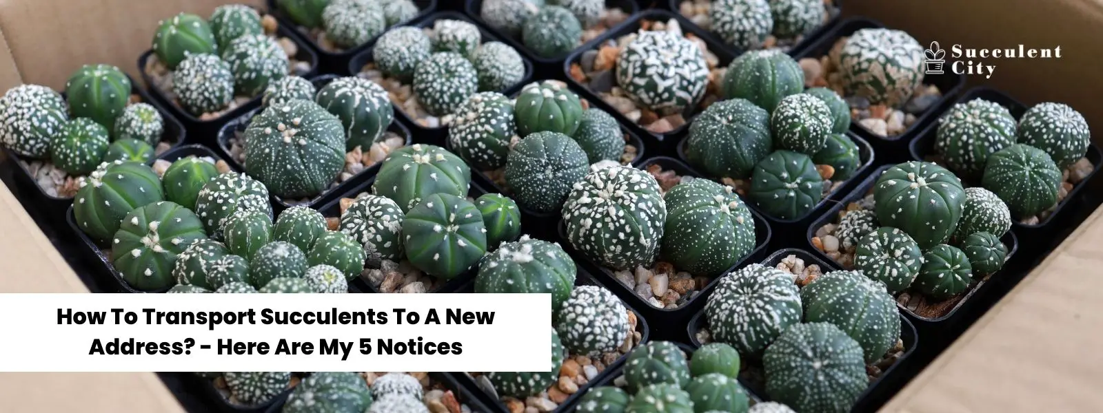 ¿Cómo se transportan las suculentas a una nueva dirección? ¿Cómo se transportan las suculentas a una nueva dirección?