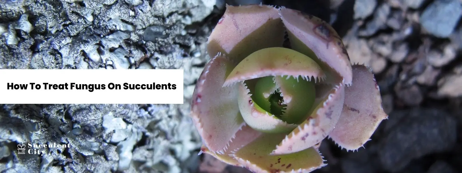 Cómo tratar los hongos en las suculentas Cómo tratar los hongos en las suculentas