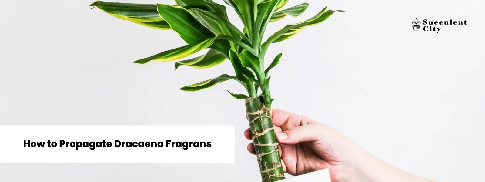 Cómo propagar Dracaena Fragrans (propagación de plantas de maíz).