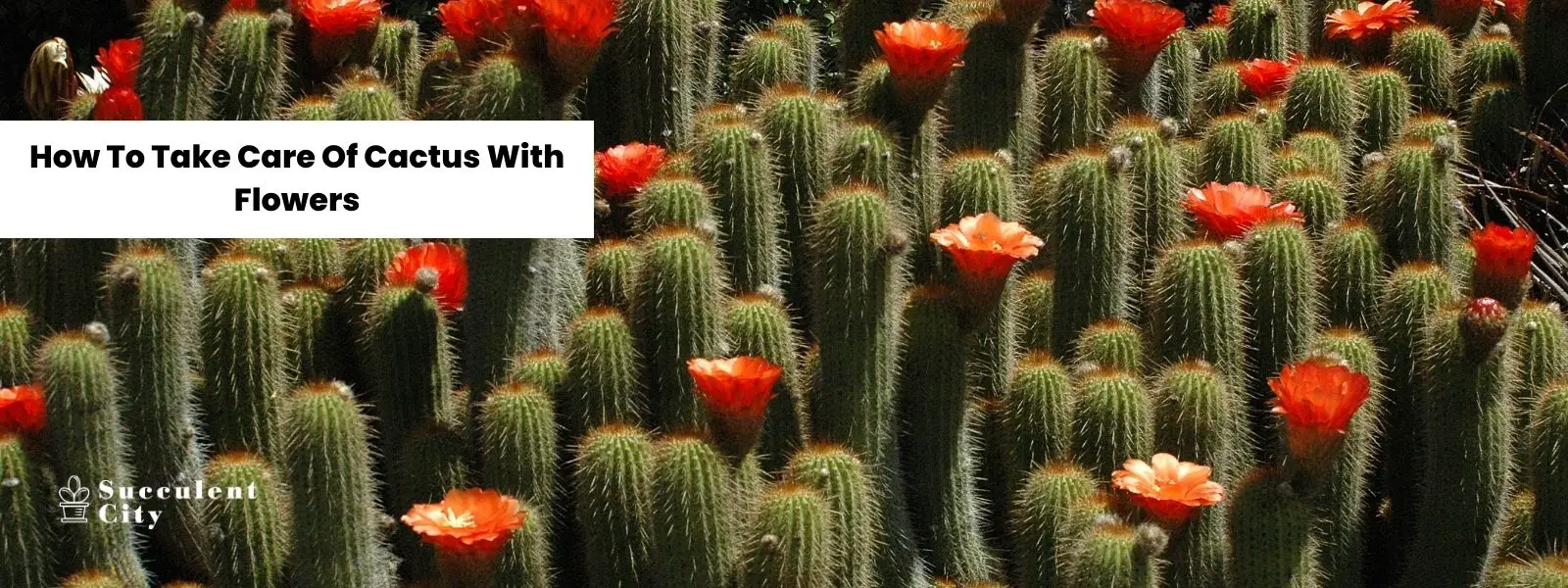 Cómo cuidar cactus con flores. Cómo cuidar cactus con flores.