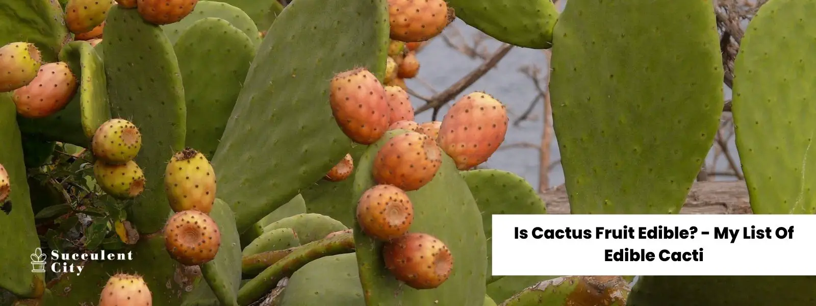¿Es comestible la fruta del cactus? – Mi lista de cactus comestibles