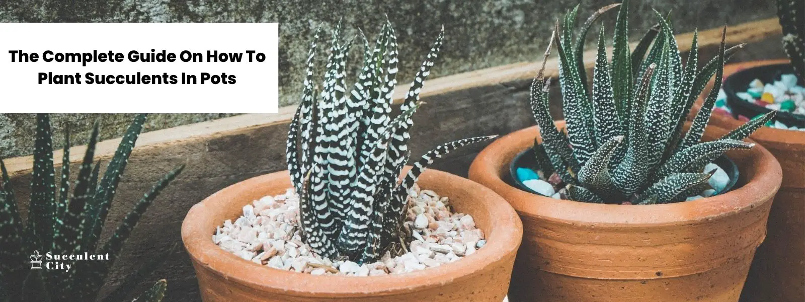 La guía completa para plantar suculentas en macetas La guía completa para plantar suculentas en macetas