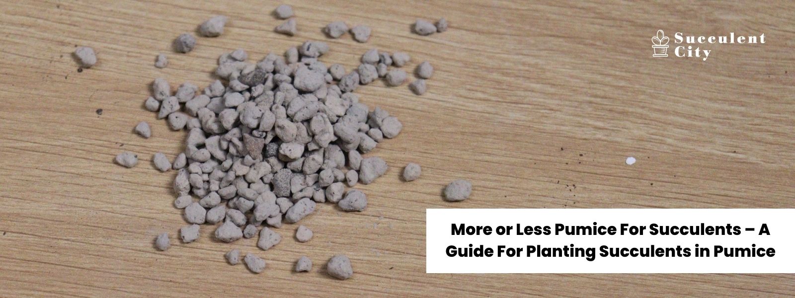 ¿Más o menos piedra pómez para suculentas? – Una guía para plantar suculentas con piedra pómez.