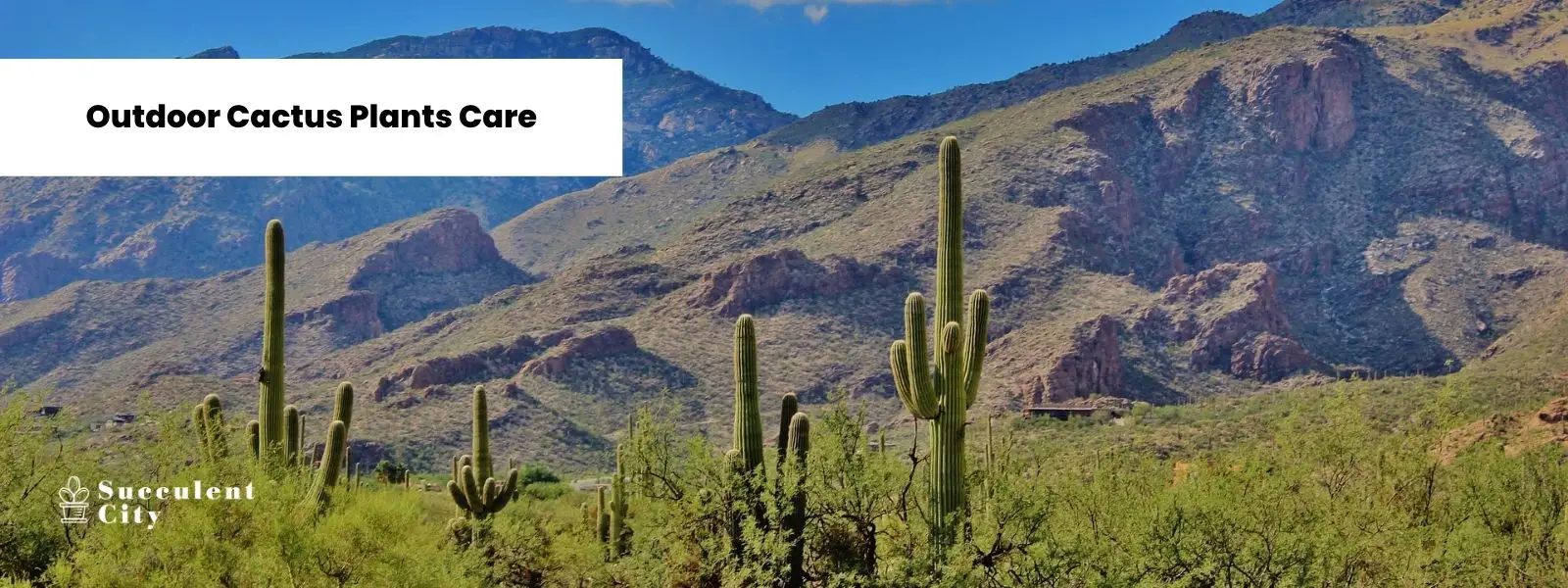 Una lista de plantas de cactus de exterior y cómo cuidarlas.