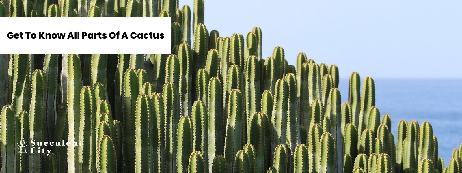 Aprende todas las partes de un cactus