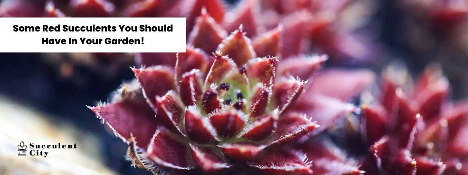 Si quieres rojo en tu jardín, ¡aquí tienes algunas suculentas rojas! Si quieres rojo en tu jardín, ¡aquí tienes algunas suculentas rojas!