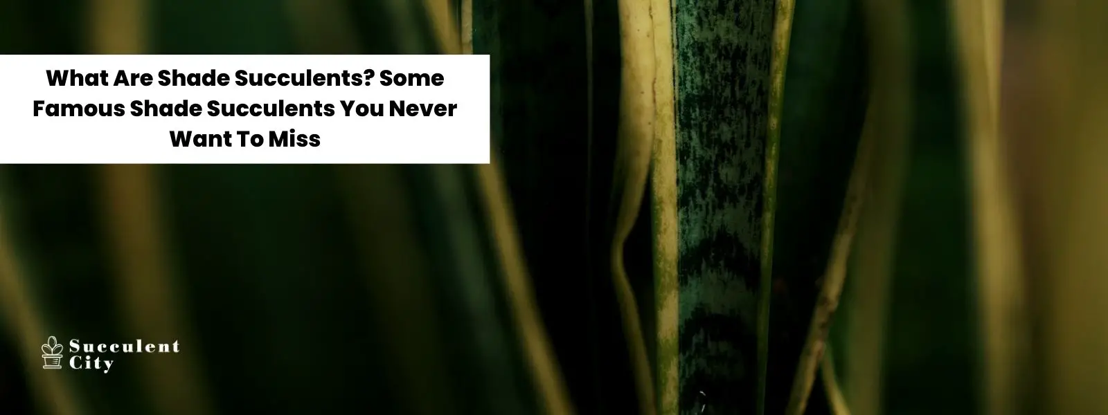 Sombree las suculentas para lugares con mucha luz indirecta.