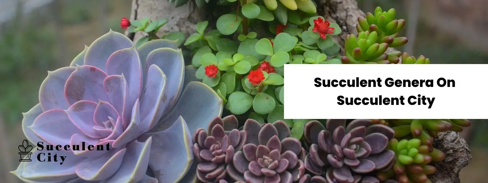 Géneros suculentos en la ciudad suculenta. Géneros suculentos en la ciudad suculenta.