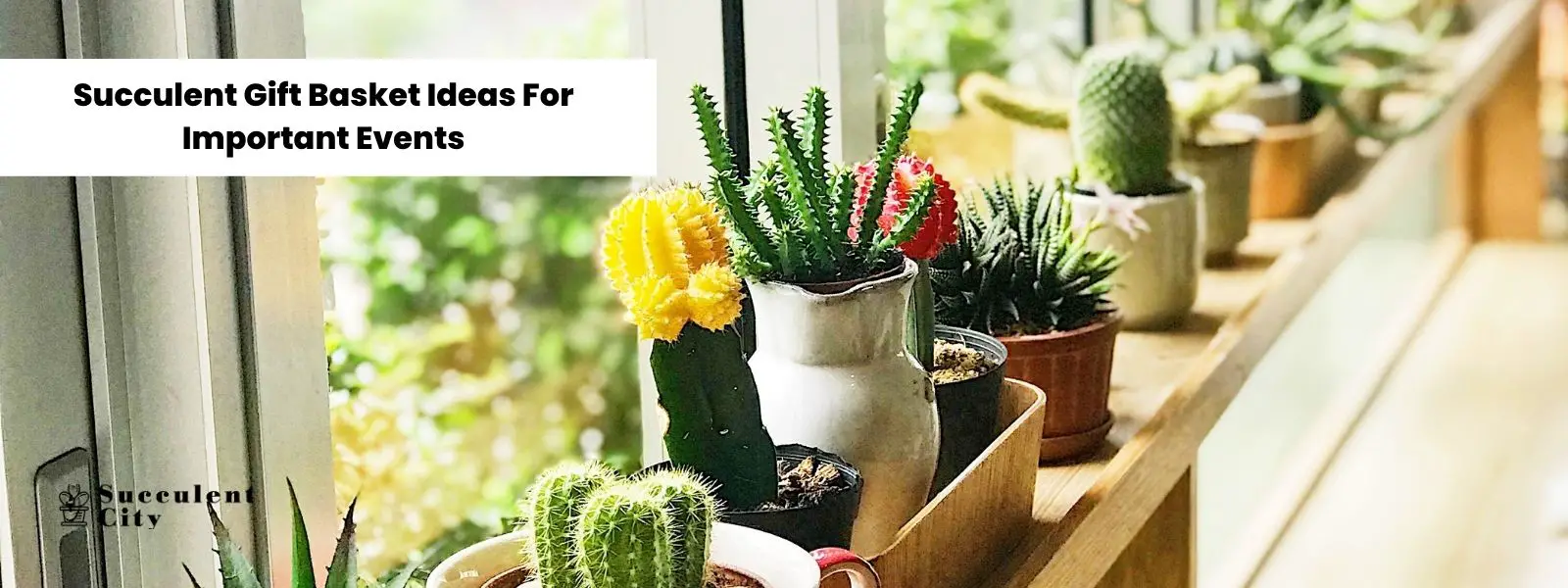 Ideas de suculentas cestas de regalo para eventos importantes Ideas de suculentas cestas de regalo para eventos importantes