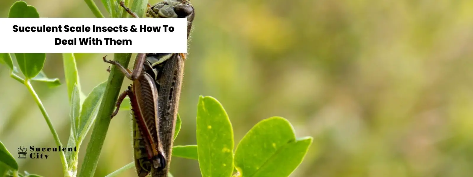 Cochinillas suculentas y cómo tratarlas Cochinillas suculentas y cómo tratarlas