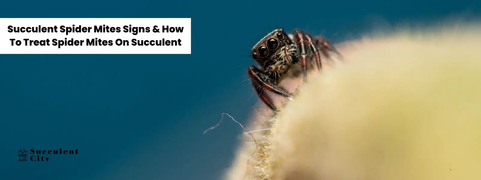 Signos de araña roja en las suculentas y cómo tratar los ácaros en las suculentas Signos de araña roja en las suculentas y cómo tratar los ácaros en las suculentas