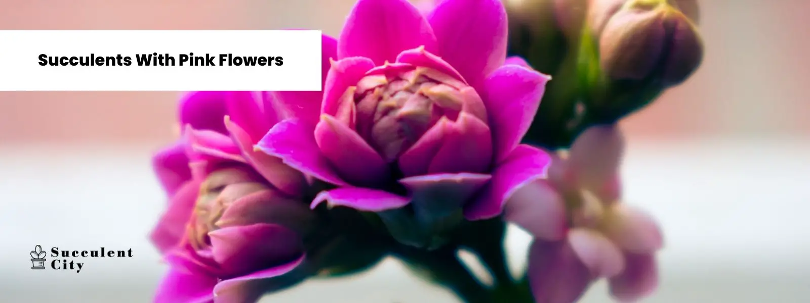 Mi lista de suculentas con flores rosas :) Mi lista de suculentas con flores rosas :)