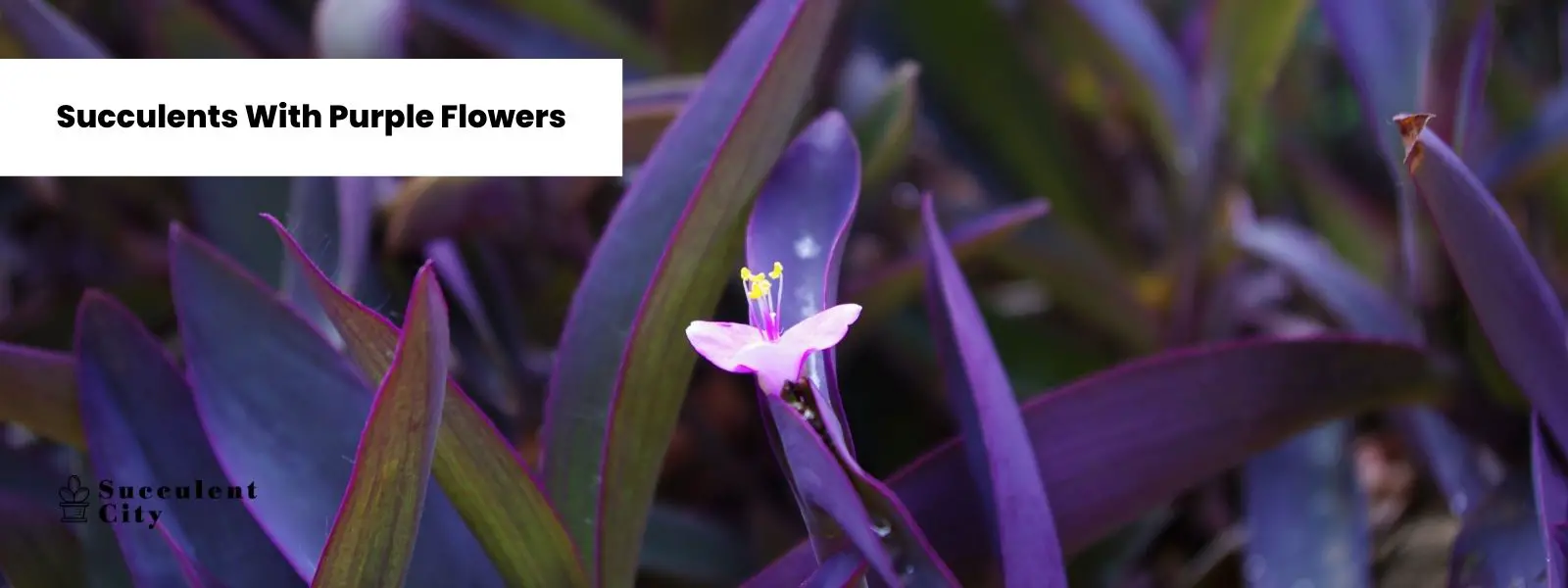 Una lista de suculentas con flores moradas.