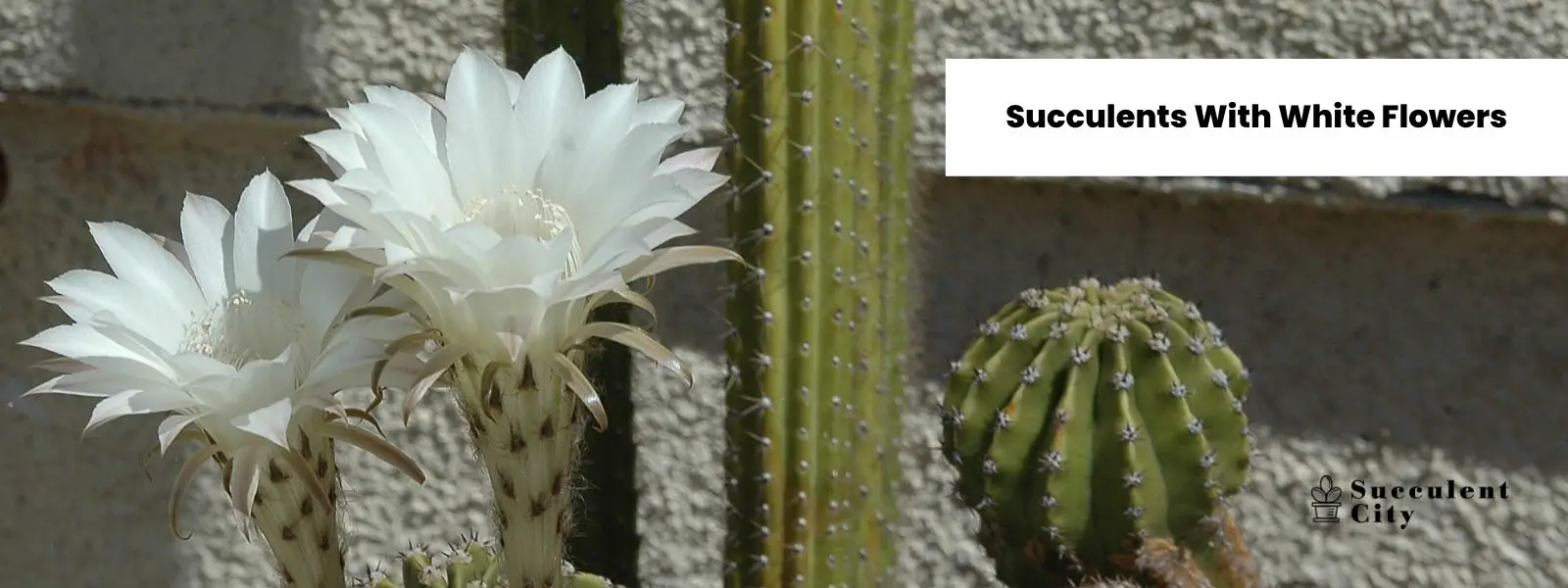 ¿Te gustan las suculentas con flores blancas? ¿Te gustan las suculentas con flores blancas?