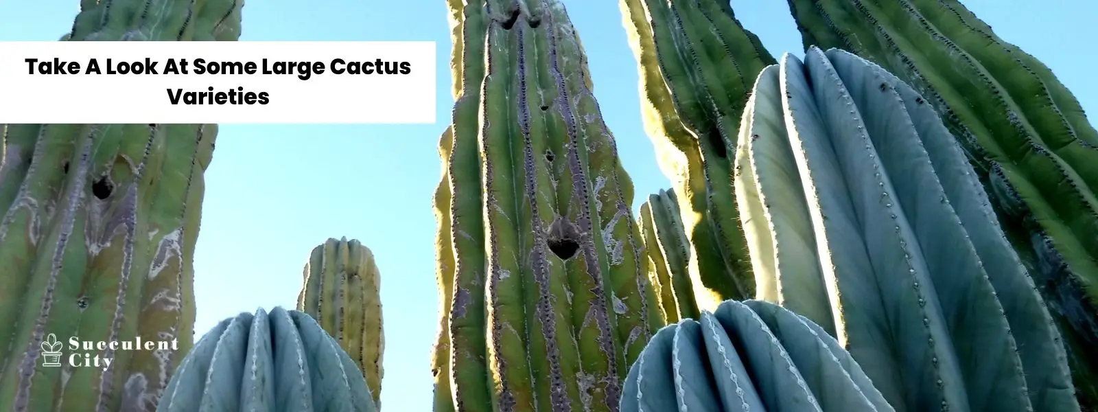 Echa un vistazo a estos 10 cactus de gran tamaño