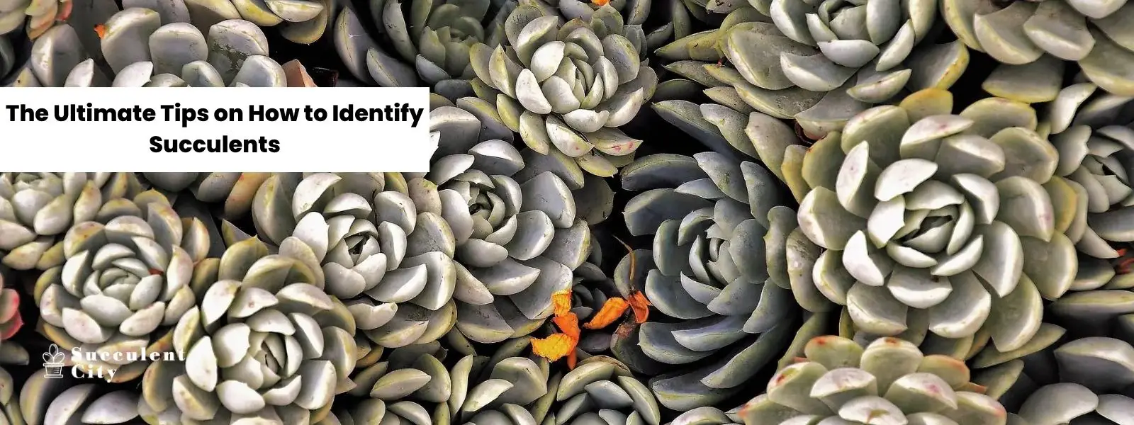 Los mejores consejos para identificar suculentas Los mejores consejos para identificar suculentas