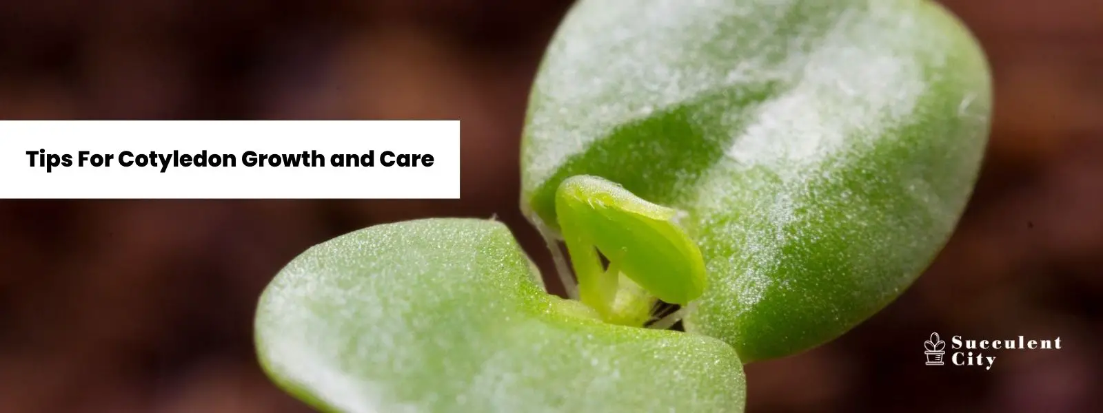 Consejos para cultivar y cuidar los cotiledones. Consejos para cultivar y cuidar los cotiledones.