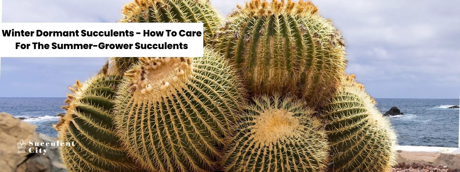 Suculentas inactivas en invierno: cómo cuidar las suculentas que prosperan en verano Suculentas inactivas en invierno: cómo cuidar las suculentas que prosperan en verano