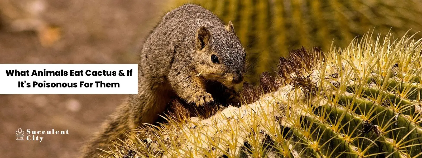 ¿Qué animales comen cactus y si son venenosos para ellos?