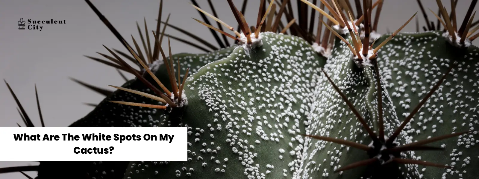 ¿Qué son las manchas blancas en mis cactus?