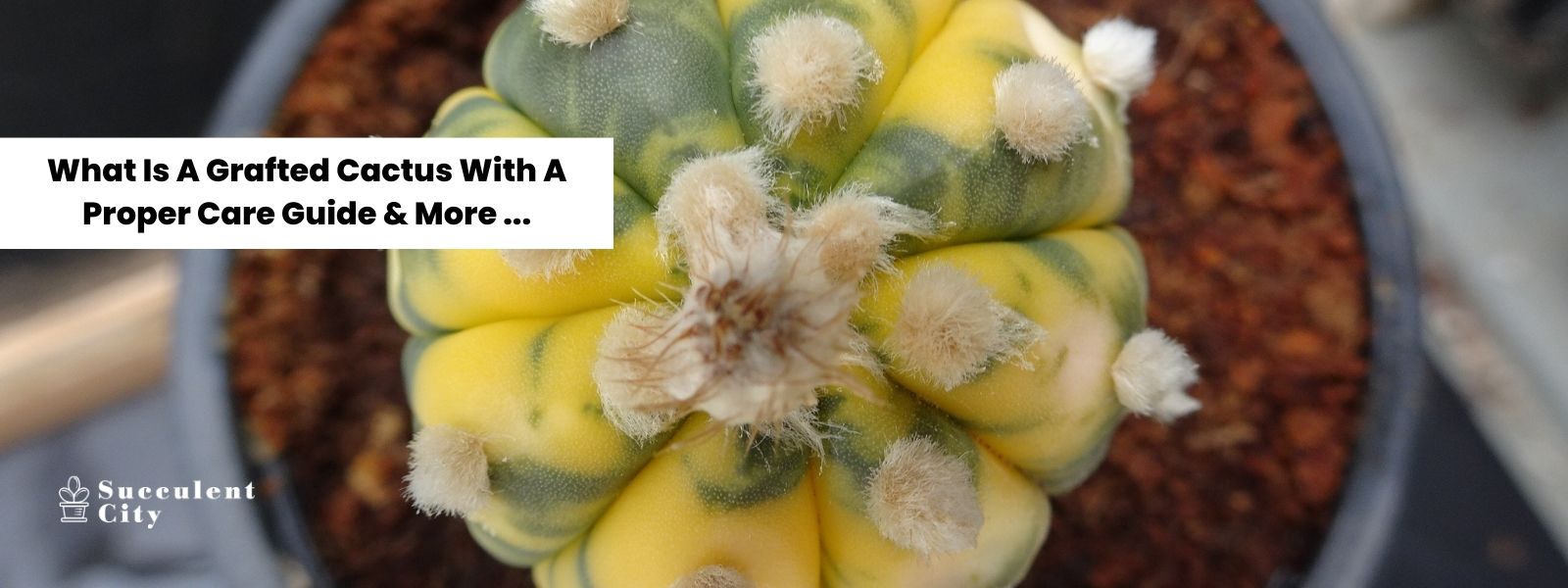 Qué es un Cactus Injertado con una Guía de Cuidados Adecuados y Más...