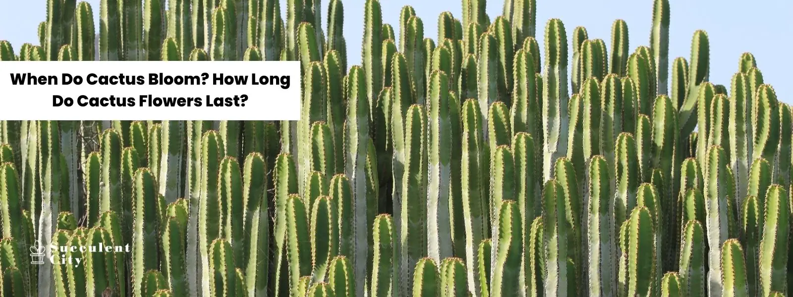 ¿Cuándo florecen los cactus? ¿Cuánto duran las flores de los cactus?