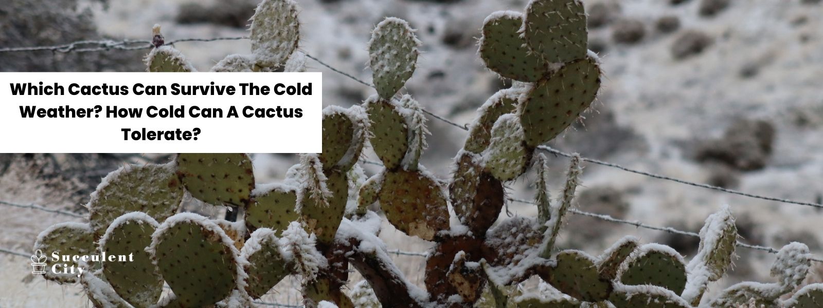 ¿Qué cactus puede sobrevivir al clima frío? ¿Qué frío puede tolerar un cactus?