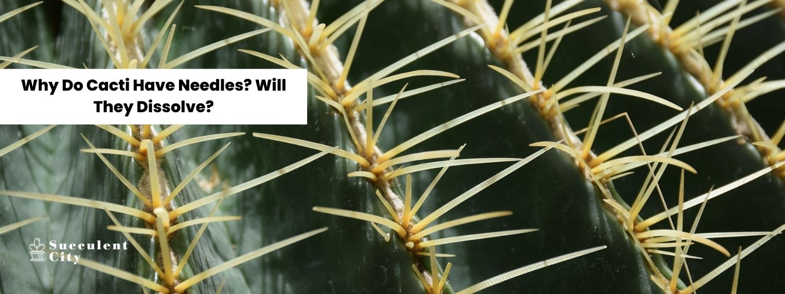 Mis consejos para cactus sin agujas – Responde también: ¿Por qué los cactus tienen agujas? ¿Se disuelven las agujas de cactus?