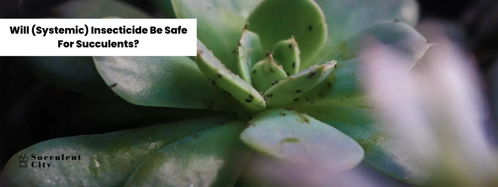 ¿Será seguro el insecticida (sistémico) para las suculentas? – Si es así, ¿qué insecticida y dónde se puede comprar? ¿Será seguro el insecticida (sistémico) para las suculentas? – Si es así, ¿qué insecticida y dónde se puede comprar?