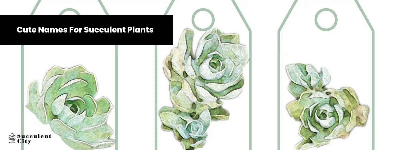 5 lindos nombres para suculentas 5 lindos nombres para suculentas