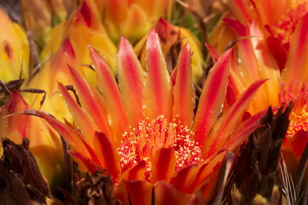 Ferocactus Wislizeni (Cactus barril anzuelo)