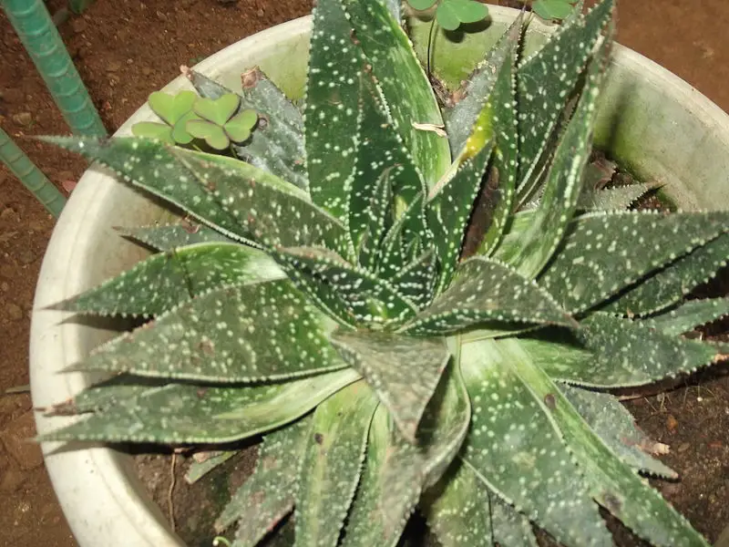 Gasteraloe: un tipo raro de aloe vera Gasteraloe: un tipo raro de aloe vera