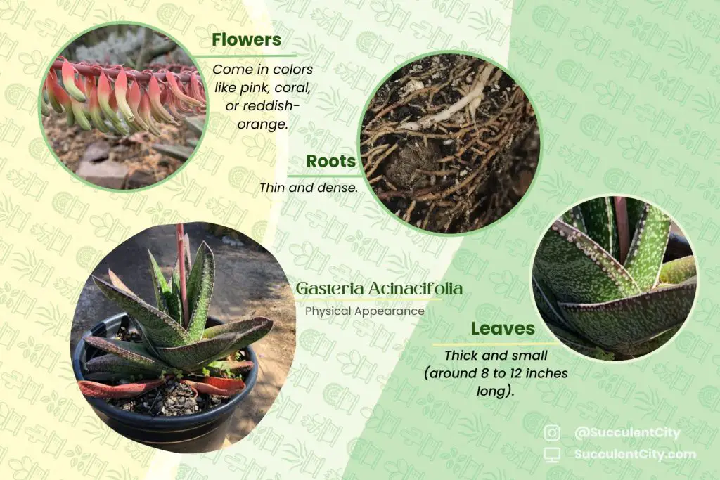 Gasteria Acinacifolia (La lengua de buey costera)