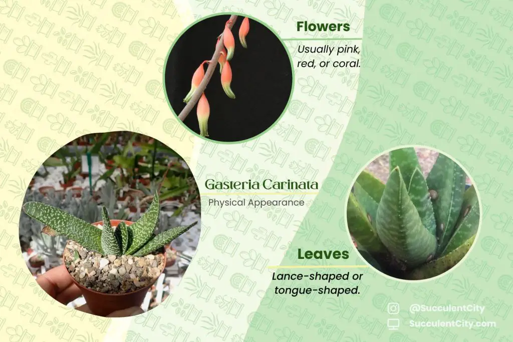 Gasteria Carinata (Gastería Bredasdorp) Gasteria Carinata (Gastería Bredasdorp)