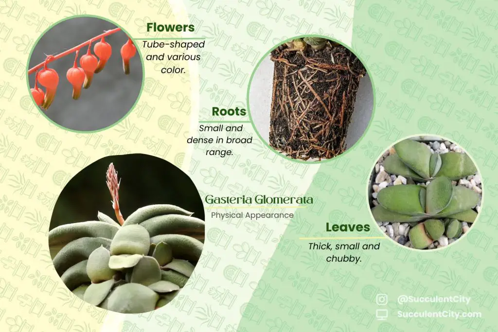 Gasteria Glomerata (La Gasteria Kouga) Gasteria Glomerata (La Gasteria Kouga)